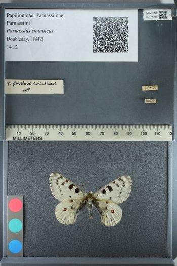 Media type: image;   Entomology 174397